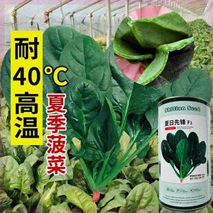 时田夏日先锋菠菜种子高产耐热速生厚肉红根四季蔬菜种籽菠菜种孑