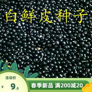 草药白鲜皮种子新采药材种籽春秋播种白鲜皮籽八股牛山牡丹羊鲜草