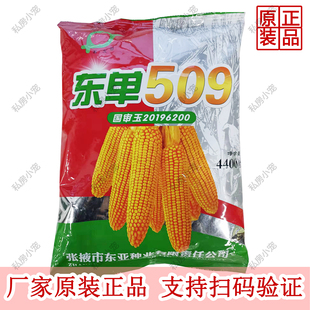 东亚东单509 国审高产玉米种子大棒抗旱耐涝抗盐碱适广性强玉米孑