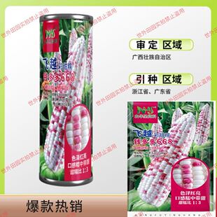 钱多多668彩甜糯玉米种籽高产春秋大田香甜软糯粘玉米非转基因种