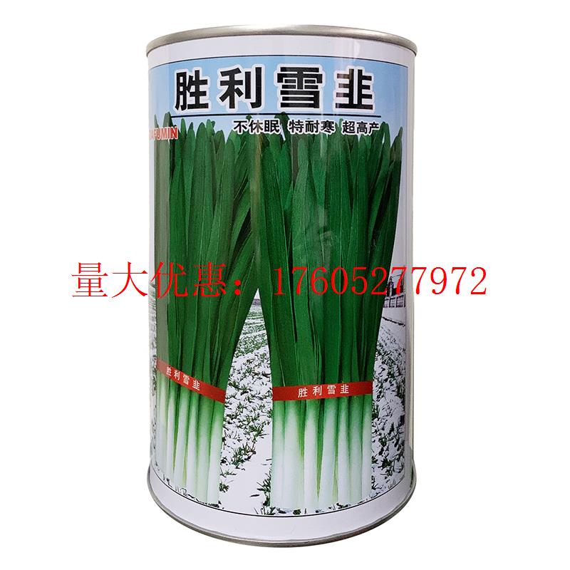胜利雪韭优质耐寒韭菜种子高产抗病不休眠抗倒伏抗干尖大田韭菜孑