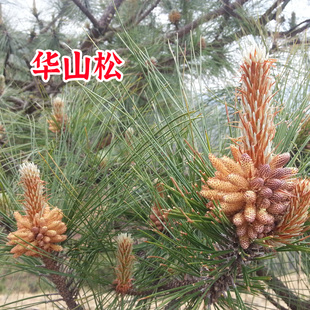 华山松种子日本三河黑松种子 盆景松树油松种子白皮松种子
