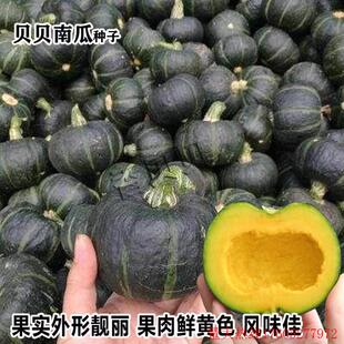 香贝贝南瓜种子早熟一代杂交蔓生形适宜东北三省种植抗病丰产南瓜