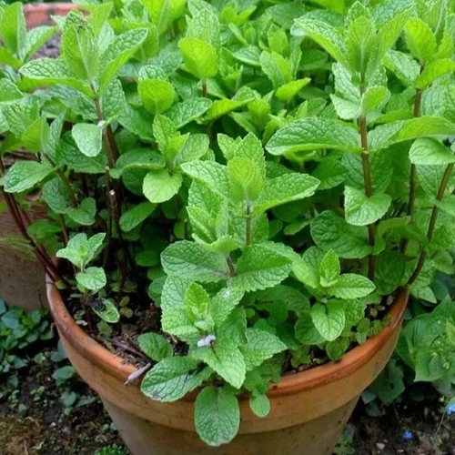 留兰香绿薄荷种籽种子驱蚊虫四季阳台薄荷盆栽种苗可食用薄荷种孑