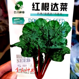 菜牛皮菜君达菜阳台种籽农家蔬菜春秋季种子孑种红根达红盆栽
