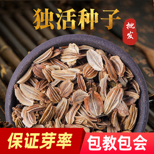 独活种子野生特级岷县独活种籽材种植苗盆栽苦参党参种孑
