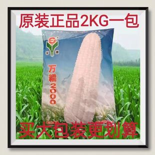 四斤装万糯2000玉米种子正宗白非转基因新鲜种籽大棒高产大田用
