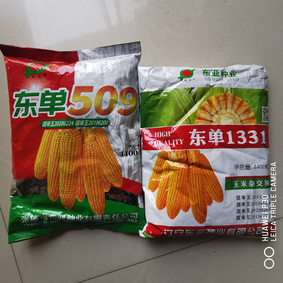 东单1311玉米种子东单509玉米种籽大田饲料玉米种特大棒包谷玉米