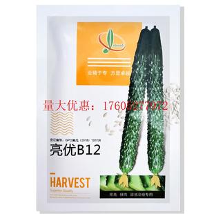 亮优B12 黑亮型黄瓜种子早熟产量高绿瓤短把密刺抗病强大田用种孑