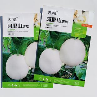 蔬菜瓜果种子甜瓜种种子香瓜种子春夏种高产白皮甜瓜阿里山甜瓜籽