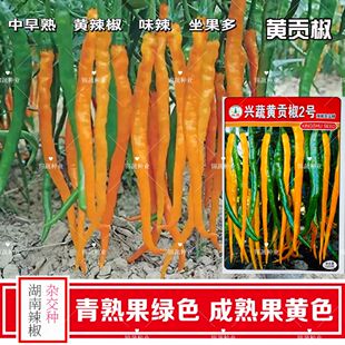 兴蔬黄贡椒2号黄线椒种子杂交中早熟黄辣椒味辣宜鲜食加工挂果多