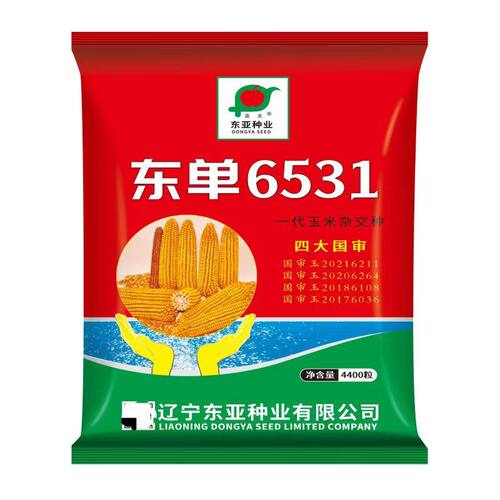 东单6531杂交玉米种子矮杆高产双胞胎苞杆紫杆大棒抗病抗倒伏国审