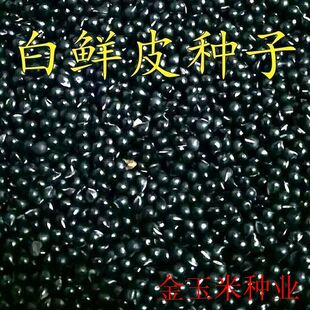 草药白鲜皮种子新采药材种籽春秋播种白鲜皮籽八股牛山牡丹羊鲜草
