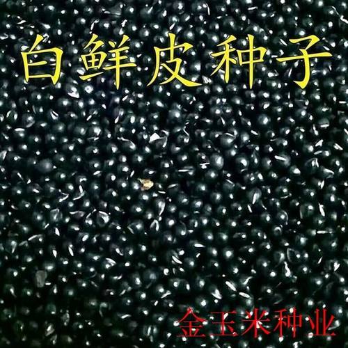 草药白鲜皮种子新采药材种籽春秋播种白鲜皮籽八股牛山牡丹羊鲜草