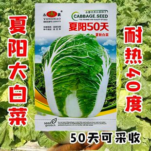 夏阳50天大白菜种子高产抗病耐储运口感甜脆抗根肿病翠绿蔬菜种籽