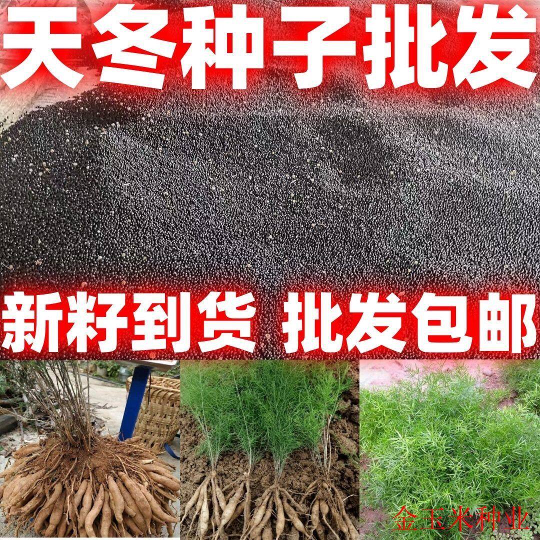好种天冬种子天门冬种子种籽大天冬种籽药材种子适应广包邮