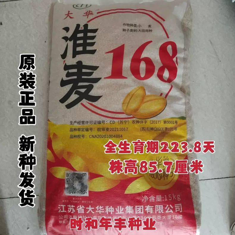 淮麦168小麦种子高产抗病抗倒家庭园艺种子