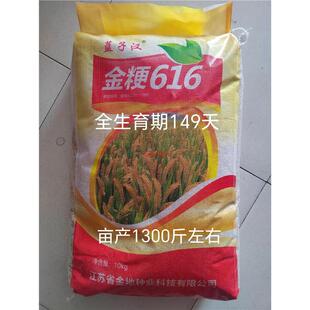 粳型常规水稻种子抗病高产抗倒伏优质水稻种子农家大田春季播稻谷