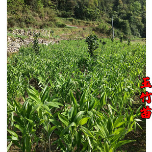 野生玉竹种子 可食用 鸡头黄精 爪子参黄鸡菜老虎姜 黄精蔬菜种籽