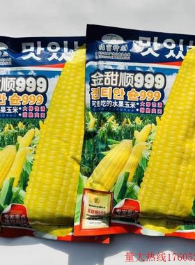 金顺甜999黄色水果玉米种子大棒饱满脆甜爽口可以生吃的水果玉米