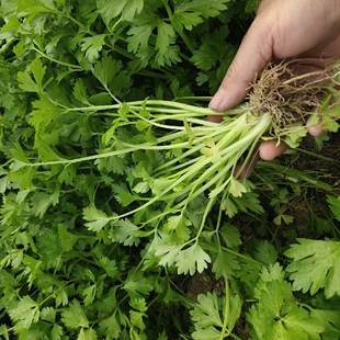 四季播芹菜种子实心黄芹菜种子阳台盆栽春夏秋小香芹菜种子籽