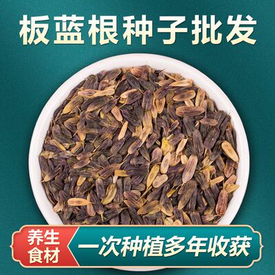 板蓝根种子纯新板蓝根种籽四季大青叶种植苗阳台盆栽蔬菜种