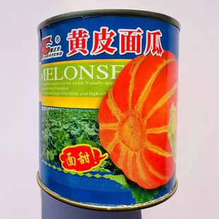 黄皮面瓜种子老品种花皮甜面瓜南北方春夏季播红皮面瓜花皮甜瓜籽