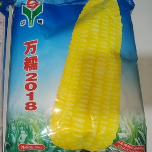 河北华穗万糯2018黄种子万播糯玉米糯玉米糯种籽春秋季 玉米种孑