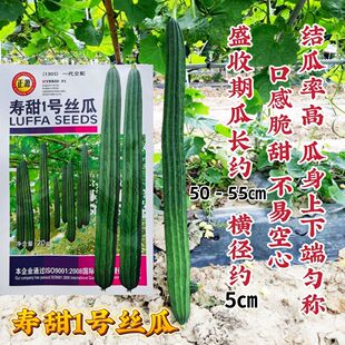 长丝瓜种籽寿甜1号丝瓜种子角瓜种高产八角丝瓜种子口感脆甜