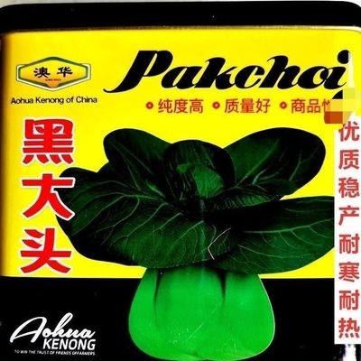 澳华黑大头黑叶矮脚青梗菜种子优质稳产耐寒耐热农家大田夏秋播种