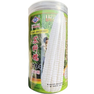 苏科糯1704珍香甜糯玉米种子矮杆早熟苞谷白甜糯大棒皮薄无渣种孑
