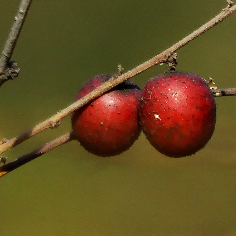 酸枣种子食用药用保健野枣枣树种籽山枣角针硬枣大红枣种籽酸枣仁