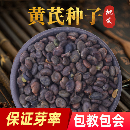 新黄芪种子材省人工种籽种苗铁芪棉芪500g装四季种植当归党参
