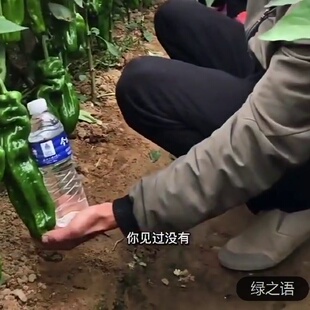 薄皮椒春秋蔬菜种子型南方大果播种薄辣椒皮椒籽种子早熟新品种