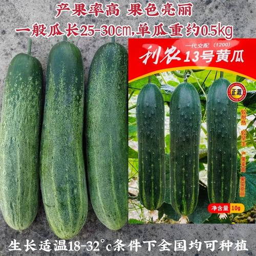 一代交配利农13号黄瓜种子耐热早熟水果吊瓜种子产果率高春秋两季