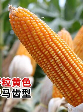国审玉米种子双胞胎特大棒苞谷东单6531东单98南北方大田饲料玉米