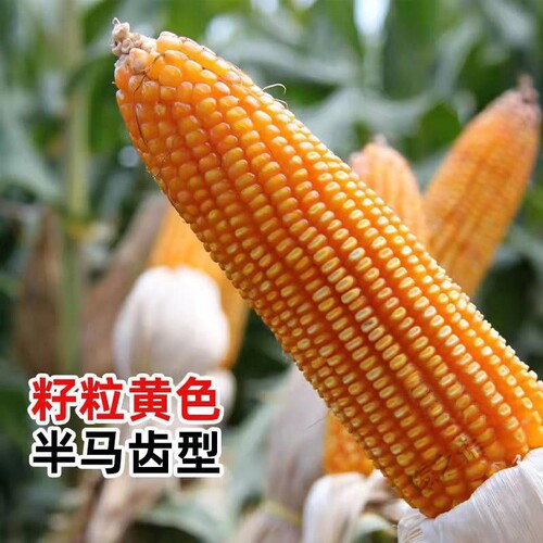 国审玉米种子双胞胎特大棒苞谷东单6531东单98南北方大田饲料玉米