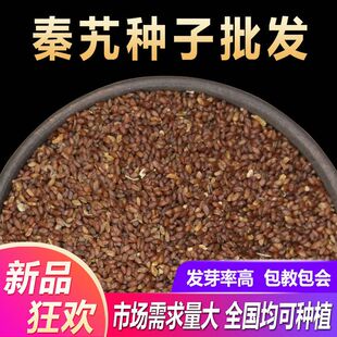 体店专业销售中药材秦艽种子专家新籽秦玖秦九种子专家亩用2斤