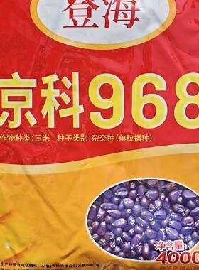登海京科968矮杆高产玉米种大棒高产抗倒伏三国审玉米种南北方播