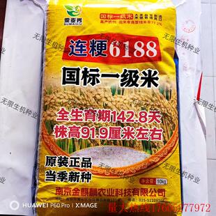 粳稻种子连粳6188水稻种籽高产抗病矮杆国标一级香米圆粒稻种
