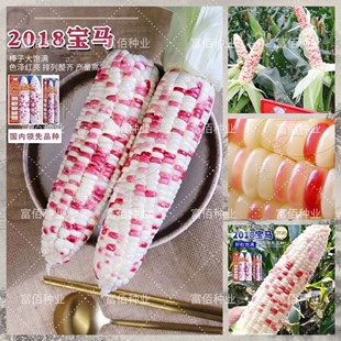 彩甜糯2018宝马玉米种籽高产抗病天贵糯937 口感甜糯大田种孑