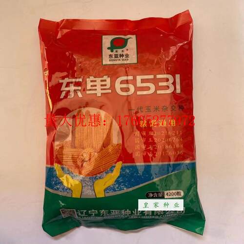 东单6531抗倒矮杆饲料玉米种子大田春夏季播红轴杂交玉米种籽高产