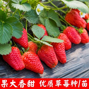 种植花卉草莓草莓水果孑草莓种籽种子草莓籽种奶油籽子