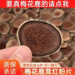 枫木正宗梅花鹿鹿茸片主角红粉片正品整根吉林鹿茸泡酒煲汤一手货