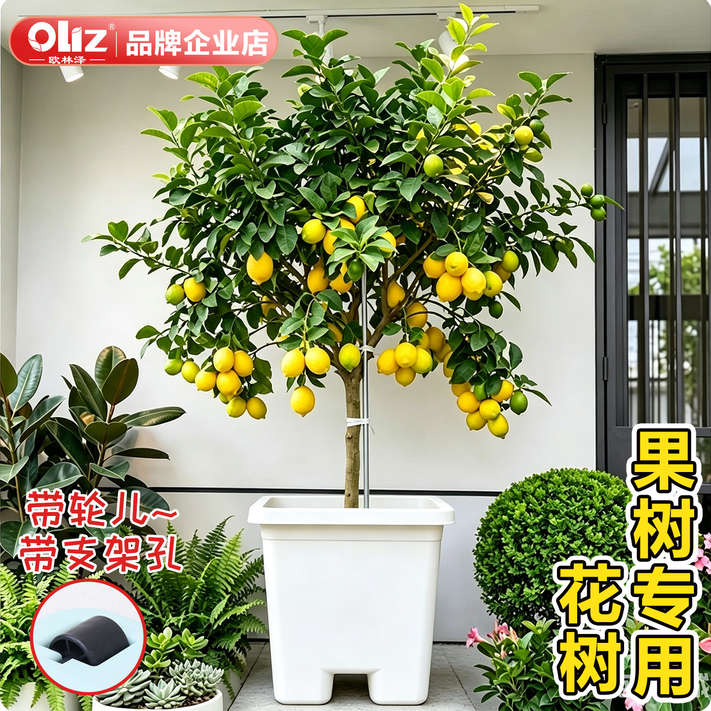 加深加厚塑料种植箱柠檬果树种植图片
