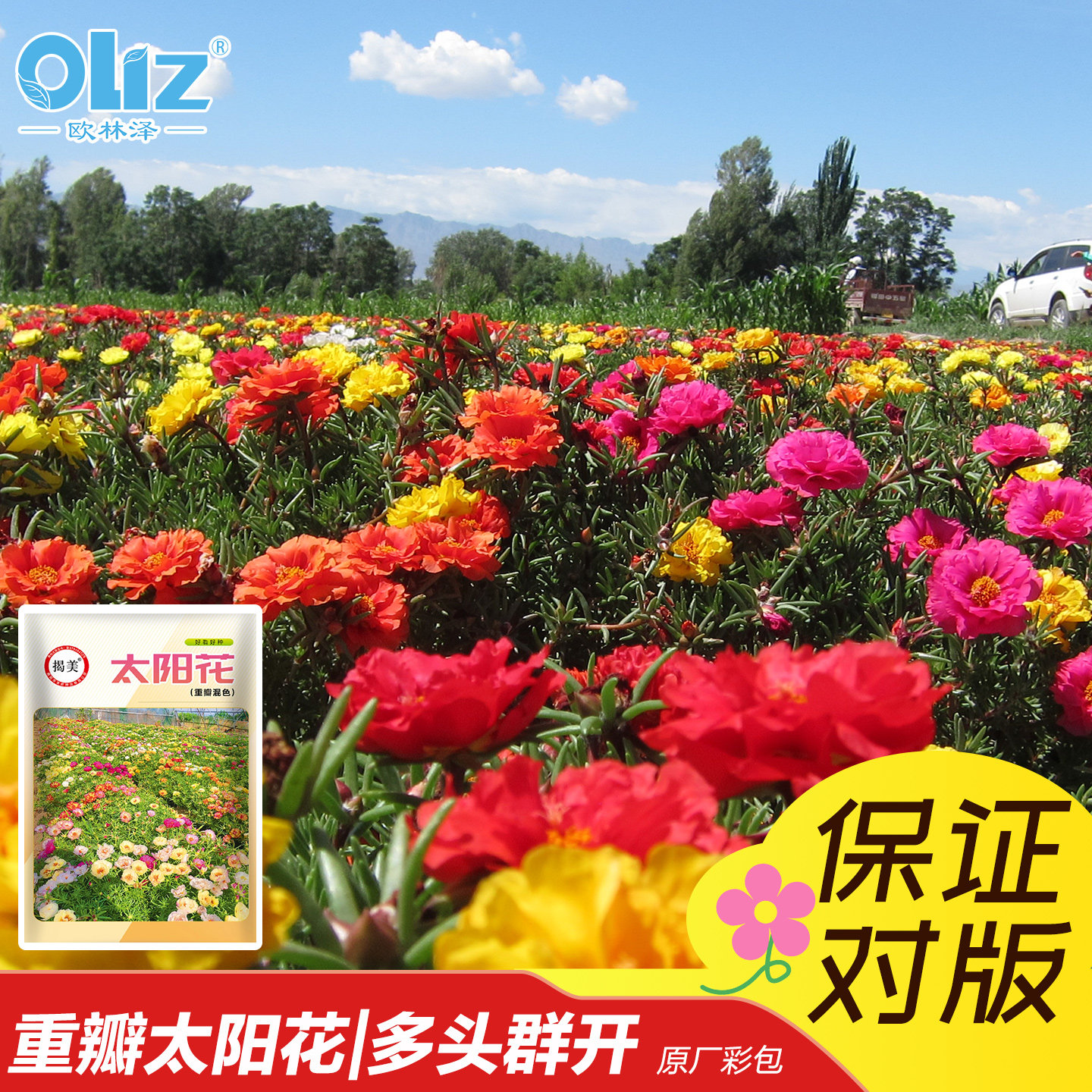 混色重瓣太阳花好活易种适合小白