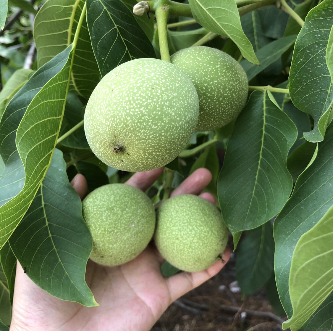 青核桃野生未成熟青皮核桃新鲜核桃皮外用泡酒泡蜂蜜现摘现发包邮