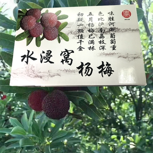 正宗湖南宜章水浸杨梅包装