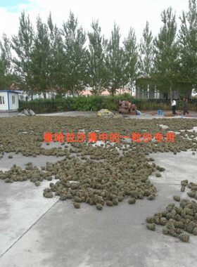 【新货】干品红松塔 大松塔带松子的松果圣诞果 黑龙江省产地直销