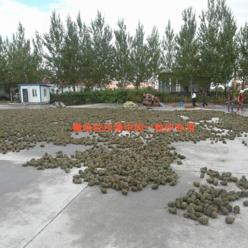 【新货】干品红松塔 大松塔带松子的松果圣诞果 黑龙江省产地直销